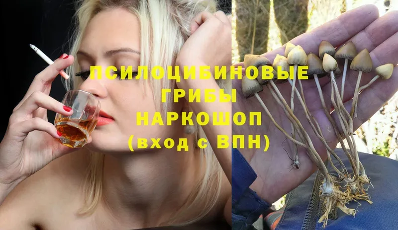 купить   Морозовск  Псилоцибиновые грибы Psilocybe 